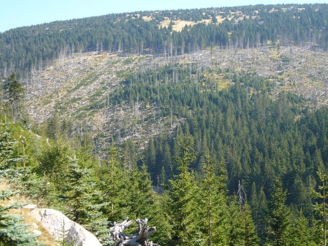 Co nezvládly imise, dokončil kůrovec - svah Čertovky | Foto: Pavel Baroch