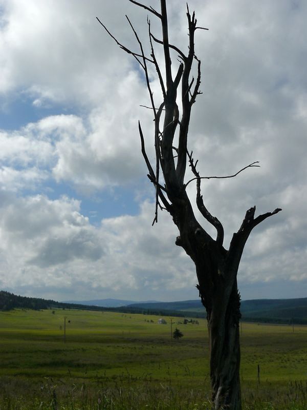 Strom v oblasti Rýžovny v Krušných horách. | Foto: Jana Běhounková