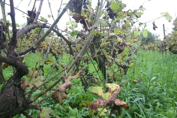 Tohle léto bylo teplotně podprůměrné a srážkově nadprůměrné. Daří se tak všemu, co vinohradu škodí, hlavně plísním. Z tohoto vinohradu nesklidí vinař ani hrozen. A tak to letos dopadalo častěji než jindy. | Foto: Karel Toman