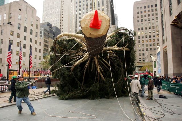 Úctyhodnou, osmitunovou jedli, přivážejí dělníci před Rockefellerovo centrum v New Yorku. Vánoční stromek tu vztyčili již po 75., má zhruba pětadvacet metrů a "přijel" až ze státu Connecticut. | Foto: Reuters