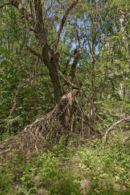 Většinu města tvoří neproniknutelná džungle. | Foto: Ondřej Hruška