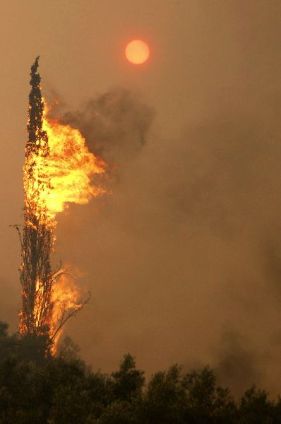 Hořící strom poblíž řeckého Mavriki západně od Athén. Oheň zachvátil také rozsáhlé plochy na Peloponéském poloostrově. | Foto: Reuters