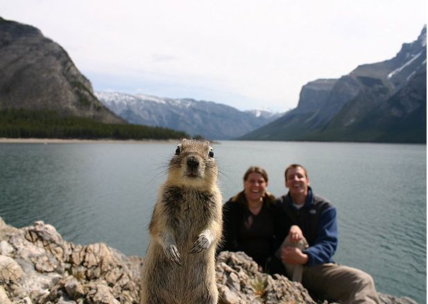 Původní snímek z národního parku Banff. Tehdy ještě veverka netušila, že se stane hrdinkou mnoha dalších scenérií.. | Foto: AZprávy