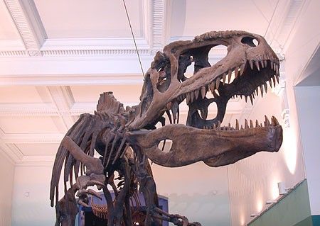 Gigantosaurus už není největším masožravým dinosaurem na světě. Objev v Argentině to potvrdil. | Foto: The Academy of Natural Sciences, Philadelphia