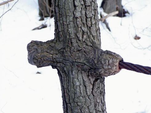 Povzdech dubu: s lidmi je kříž. Zamlada posloužil kmínek dubu jako sloupek ohrady. Ocelové lano se pozvolna zařezávalo do kůry a svým tlakem povzbuzovalo růst pletiv kmene okolo něj. Po létech ztratila ohrada svůj význam, lano se již zčásti rozpadlo, kmen však roste dále. Jen ten kříž už s ním zůstává. | Foto: Ivan Jabůrek, Ústav experimentální botaniky