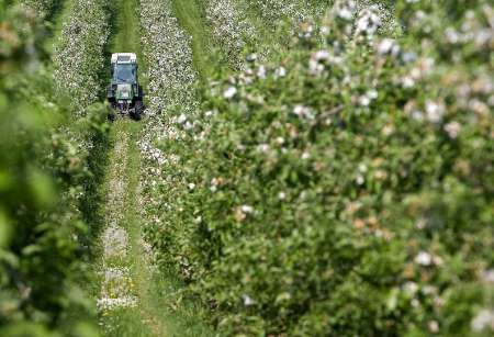 Jabloňový sad u něm. Kressbronu | Foto: Reuters