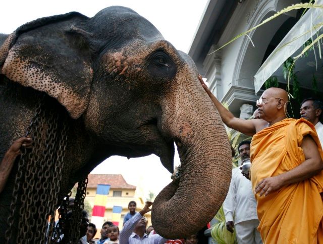 Buddhistický mnich žehná ceremoniálnímu slonovi, chrám Bellanvila, Kolombo, Srí Lanka | Foto: Reuters