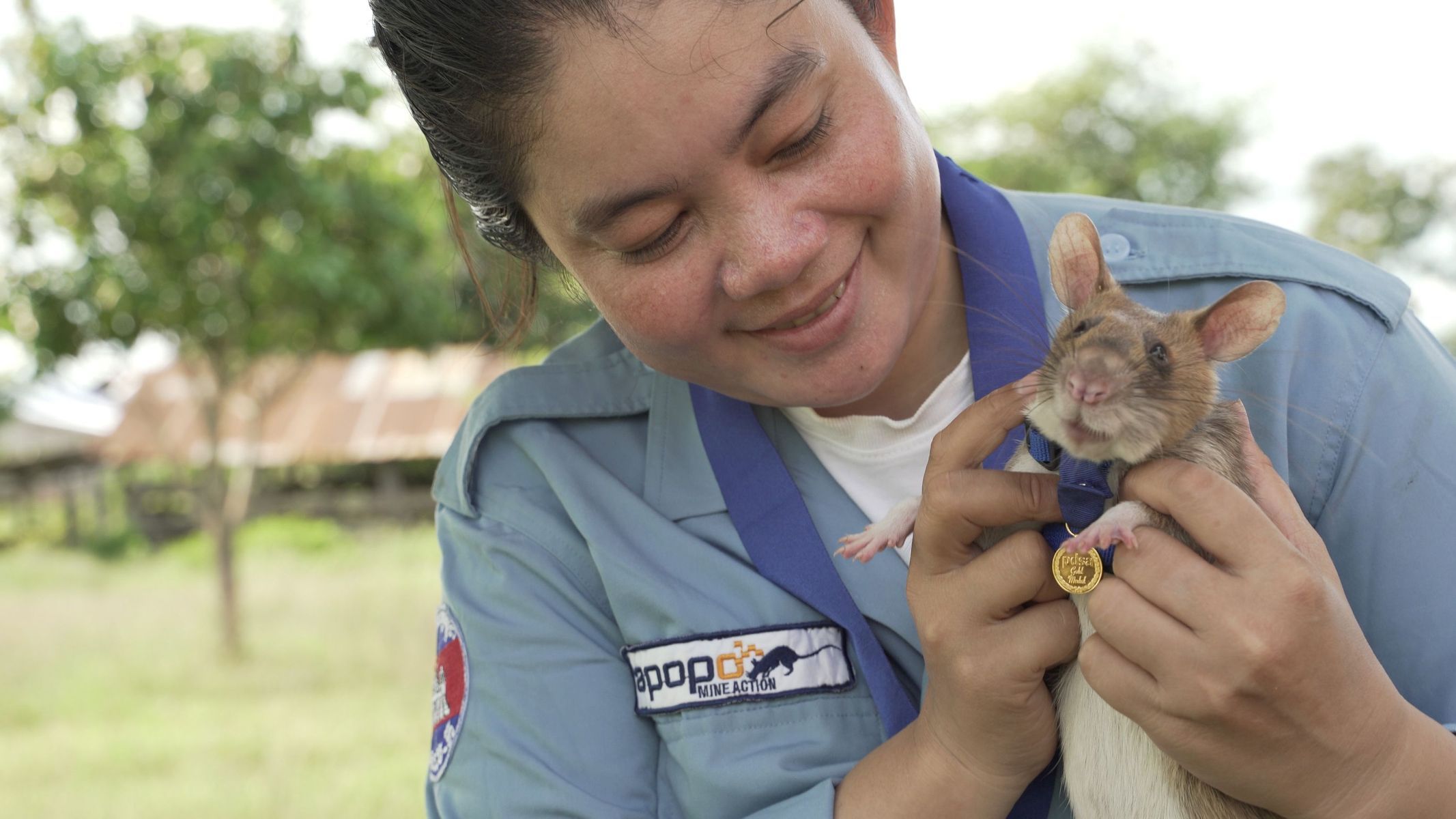 The rat sniffed 71 landmines in Cambodia in five years, and will now retire