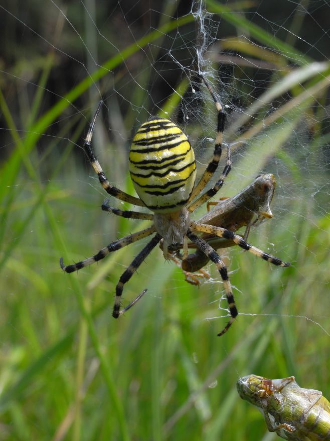 Křižák pruhovaný. | Foto: Petr Hůla