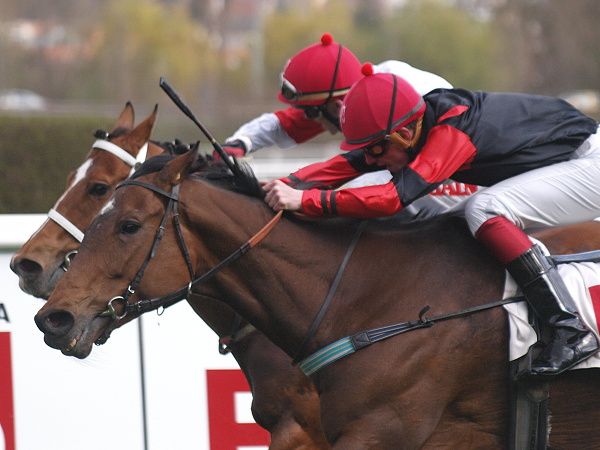 Merbela s žokejem Milanem Zatloukalem (černý dres) vítězí v Gomba handicapu na závodišti Velká Chuchle. | Foto: Šárka Votavová