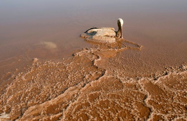 Mrtvý čáp pokrytý solí na jihozápadním pobřeží Mrtvého moře | Foto: Reuters