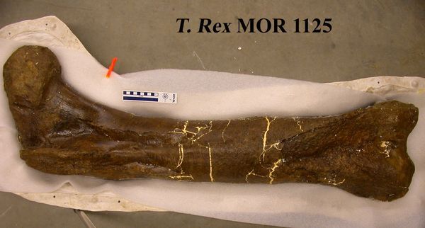 Kost, z níž pocházela zkoumaná DNA. | Foto: Science