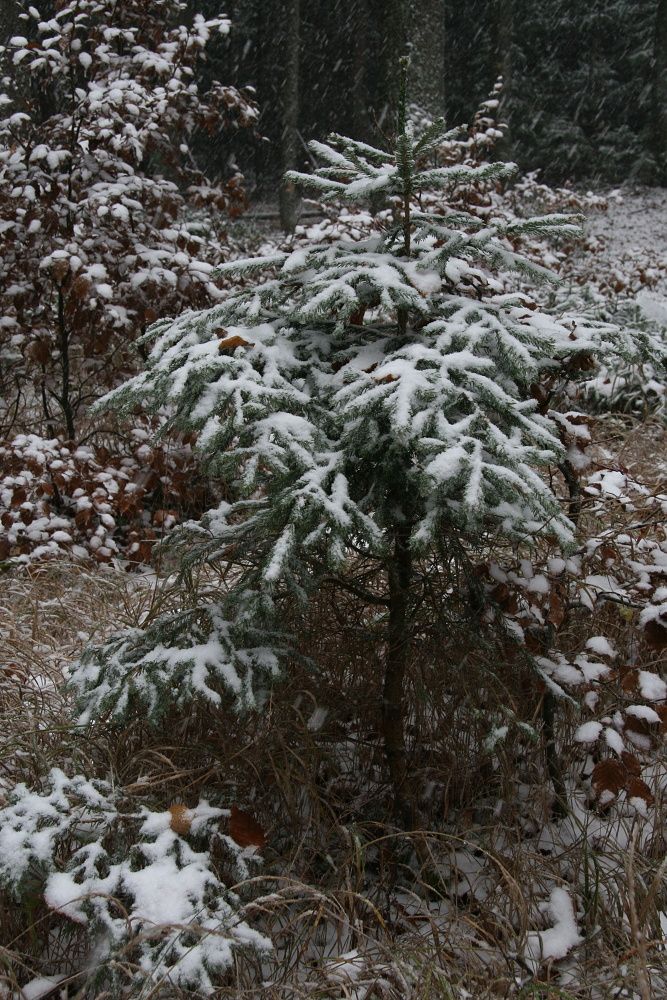 ...se sněhem na konci října téměř nikdo nepočítal... | Foto: Tomáš Jiřička, NP Šumava