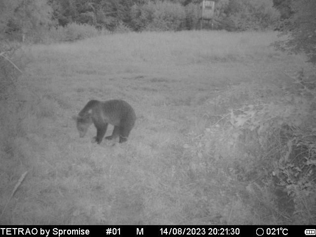 Medvědi přitom chodí spíše po setmění. Ve vedrech se drží ve stínu. | Foto: Ján Brija / Poskytnuto se svolením autora