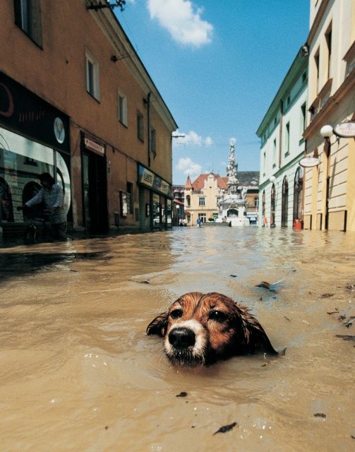 Fotografie roku 1997. Pes plave v zatopené ulici Uherského Hradiště, 11. 7. 1997. Nejslavnější fotografie všech patnácti ročníků Czech Press Photo prošla světovým tiskem, tisíce diváků se zajímaly o osud statečného psa. Jmenoval se Guvernér, svou plavbu ulicí přežil a údajně patřil majiteli obchodu na uherskohradištském náměstí Richardu Tesařovi. | Foto: Petr Josek, Reuters