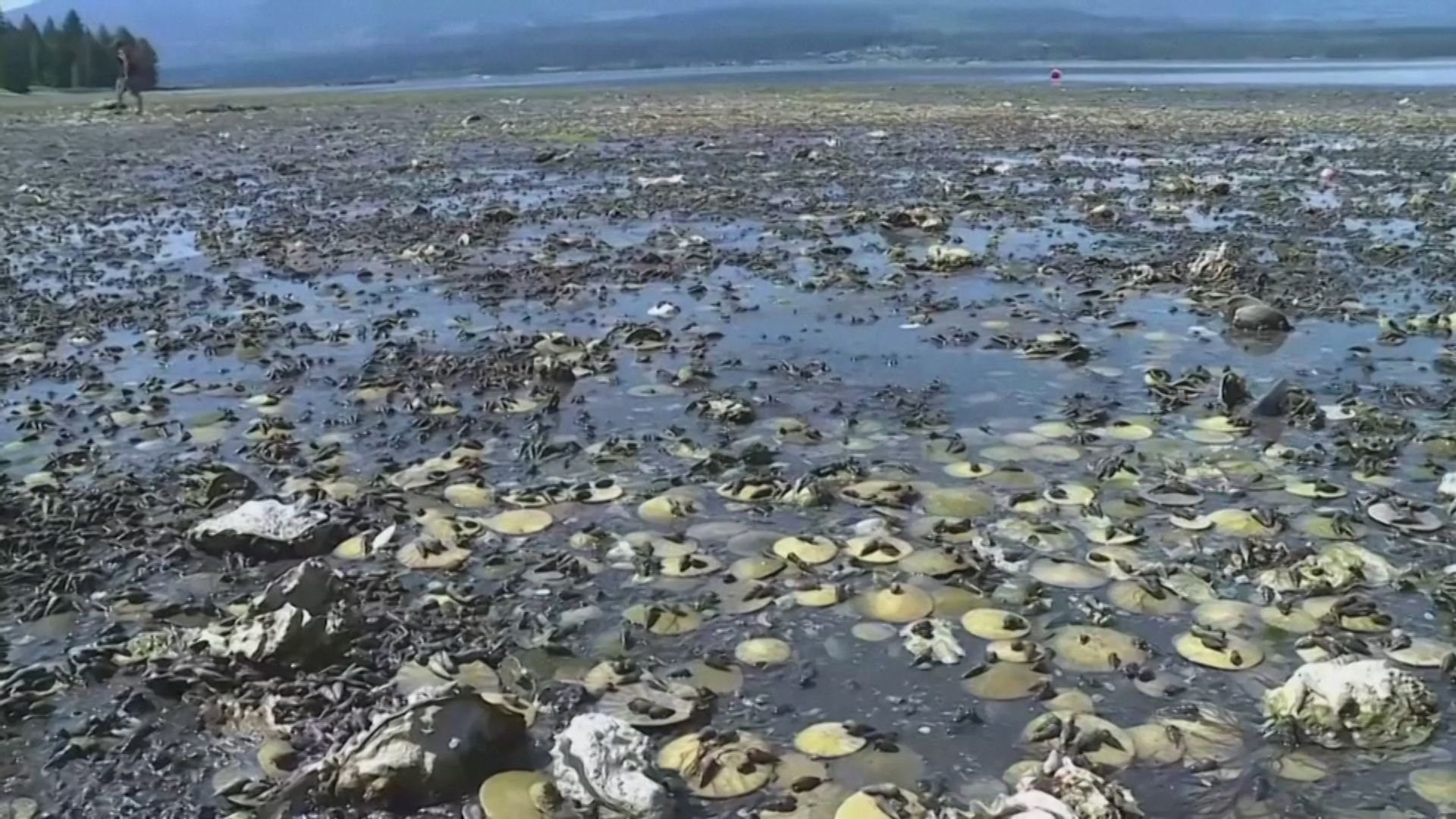 Destruction on the coast of Canada.  Extreme heat boiled thousands of clams, oysters and mussels in the sea