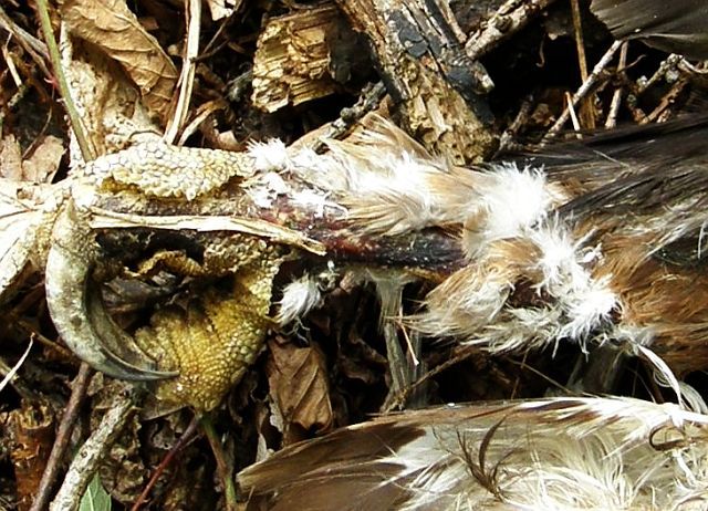 Pravou nohu měla Gabča sedřenou na kost a kůže kolem rány byla černá | Foto: www.csopnj.cz