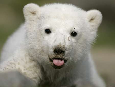 Není roztomilý? | Foto: Reuters