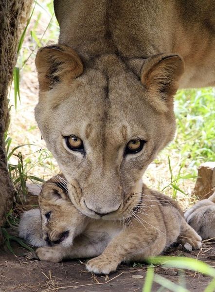 Lvice Lemon zvedá jedno ze svých tří lvíčat, která porodila v zoo v Cali. 11. února 2013. | Foto: REUTERS/Jaime Saldarriaga