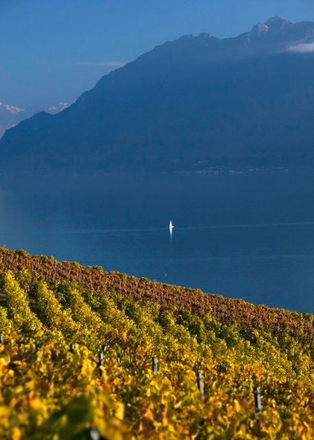 Známé vinice Lavaux - ležící u Ženevského jezera. | Foto: Reuters