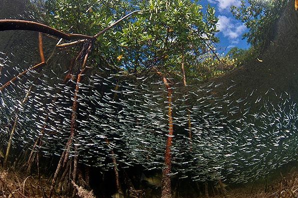 Na druhém místě se v dané kategorii umístila fotografie, kterou pořídil na Bahamách fotograf Matt Potenski z USA. Je na ní hejno malých rybiček kořenovníka obecného (Rhizophora mangle). | Foto: Matt Potenski via University of Miami