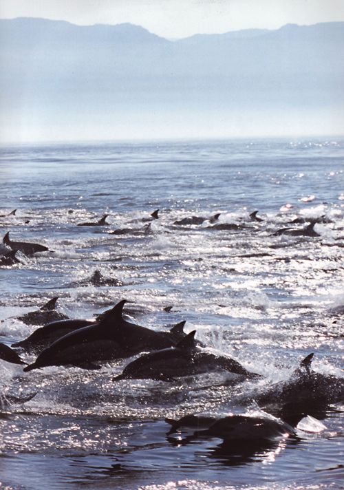 Stádo delfínů obecných loví sardinky. | Foto: Encyklopedie Oceán, Euromedia 2007