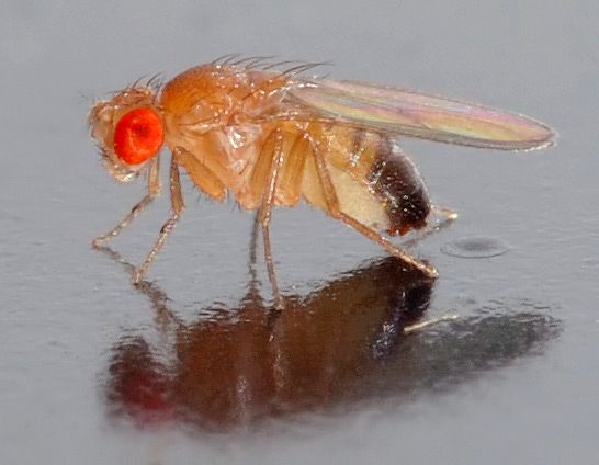 Drosophila melanogaster alias Octomilka | Foto: André Karwath, Wikipedia