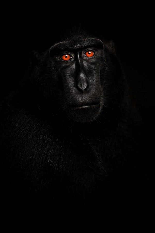 Příroda a životní prostředí - 2. cena: PETR BAMBOUSEK, Volný fotograf, Portrét makaka (Sulawesi, červen 2014) | Foto: Czech Press Photo