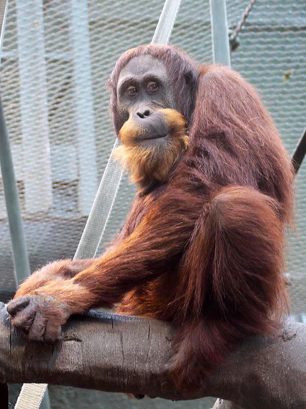 Orangutan Padang ještě ve svém původním domově v britském Chesteru | Foto: Janet Horsman