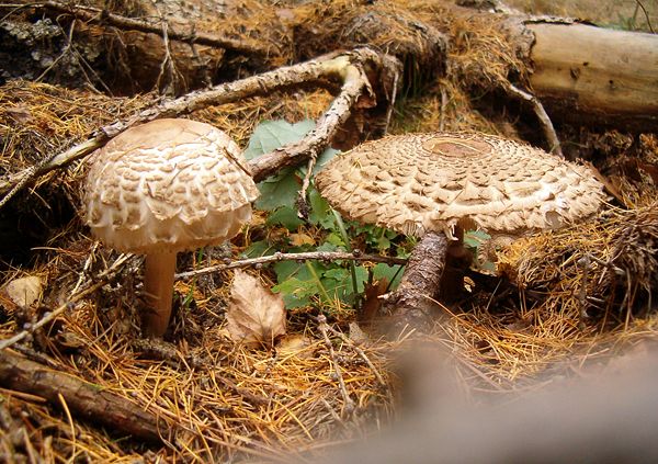 Párek uzavřené mladé a starší bedly s rozvitým kloboukem. Nejlépe budou chutnat na kmínu | Foto: Jiří Hloušek