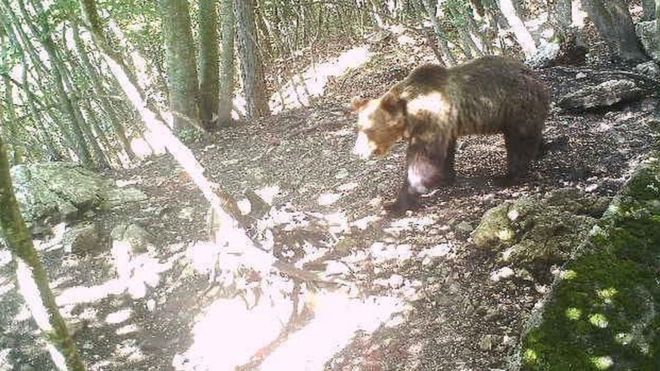 "Medvědi přece neumí létat," říkají strážci rezervace k útěku medvěda. Fotokamera ho zachytila v lesích u města Trento. | Foto: Province of Trento press office