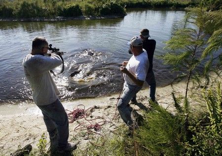 Paul Calcaterra míří na obrovského aligátora zatímco nedaleko Okeechobee na Floridě. Calcaterra musí všechny starší krokodýly vylovit a nahradit je mladšími druhy. Mladší jsou schopni vyprodukovat až 1500 vajíček za 8 let, zatímco starší jen 500. | Foto: REUTERS/Hans Deryk