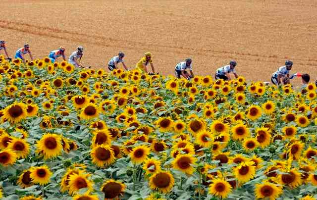 Peloton v poli slunečnic. | Foto: Reuters