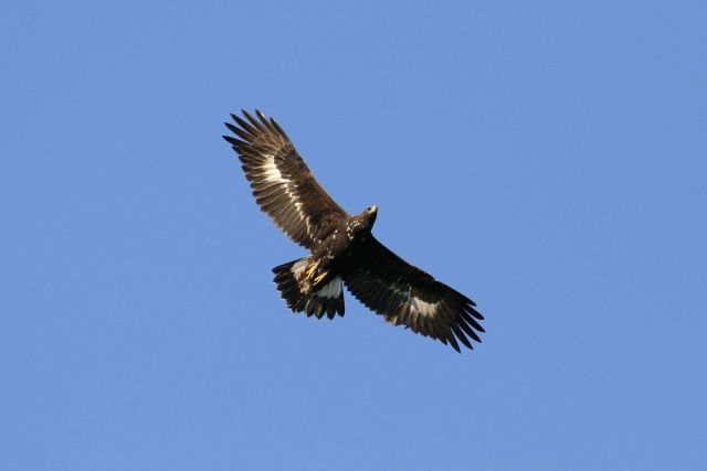 Dospělí orli mají rozpětí křídel kolem dvou metrů. Někteří lidé se proto bojí, že v Beskydech napáchají škody. | Foto: Boucný