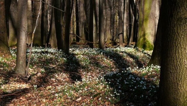 Poodří zdobí polštáře sněženek. | Foto: Petra Netočná