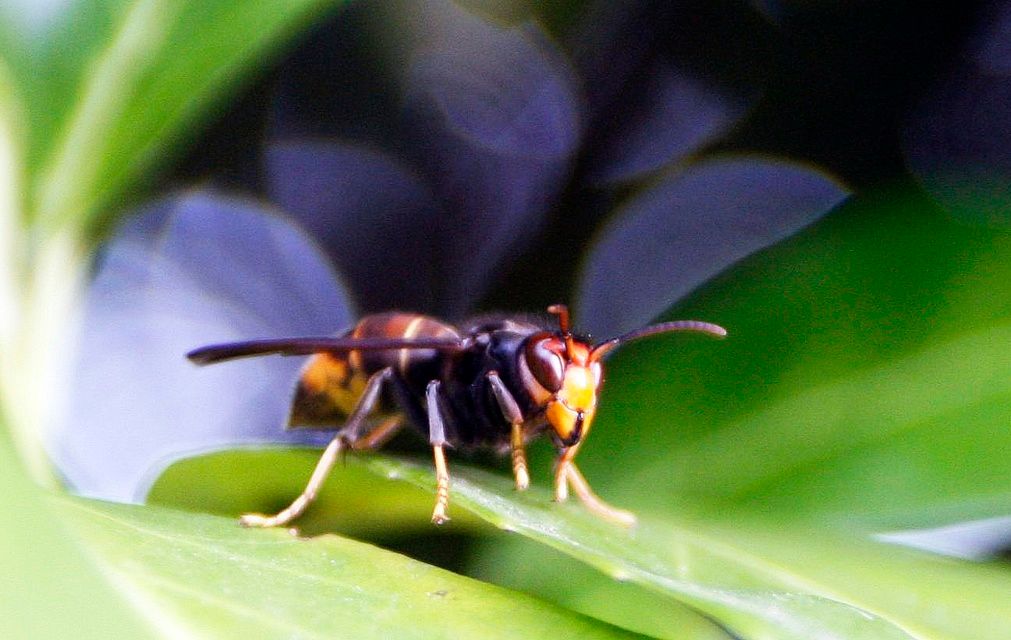 Je to nebývalá tragédie. Kvůli pesticidům i změně klimatu vymřely tři čtvrtiny hmyzu, varují vědci - Aktuálně.cz