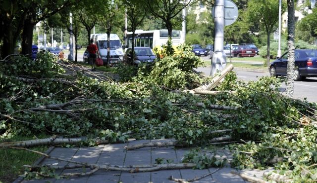 Zničené stromy u sídliště na Slezském předměstí Hradce Králové. | Foto: ČTK