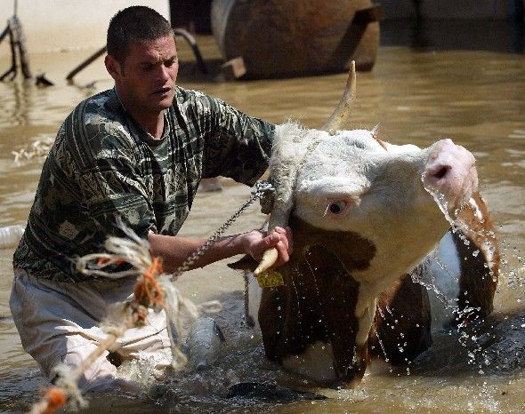 Muž zachraňuje krávu v srbské vesnici Stari Kostolac. | Foto: Reuters