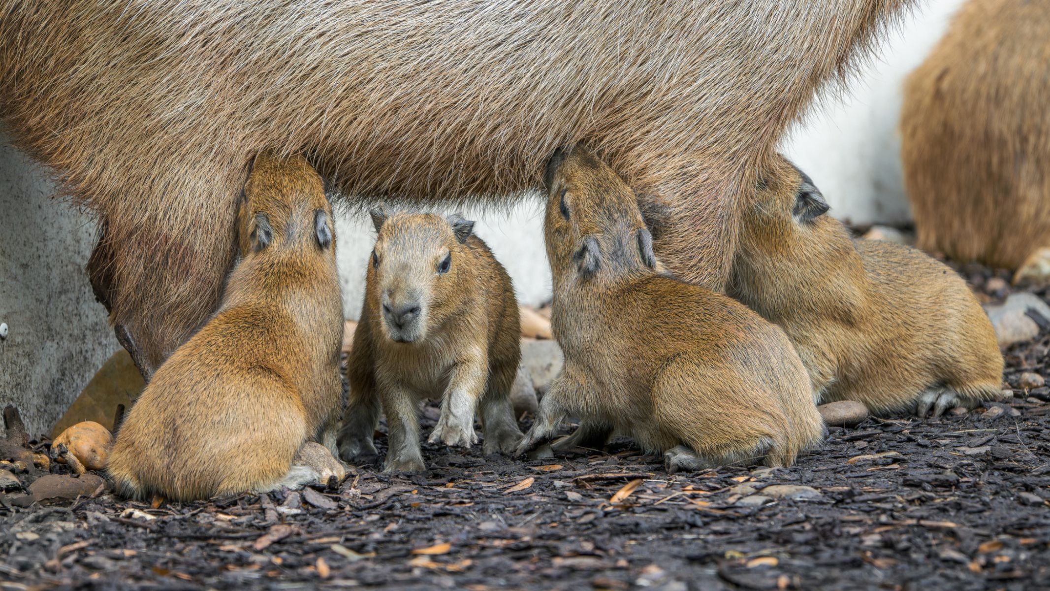 V Zoo Praha se narodily superpopulární kapybary. Čtyřčata tu nebudou ...