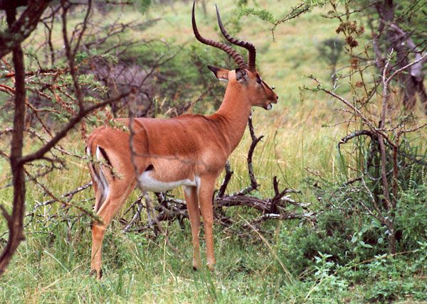 Vypadá jako antilopa, ale je to impala. Je o něco menší než jelen a je velmi družná - stáda, v nichž žije, dosahují až dvě stě jedinců. | Foto: Pavel Baroch