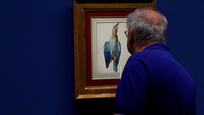Návštěvník výstavy v Albertině si prohlíží Křídlo mandelíka, které vzniklo okolo roku 1500.