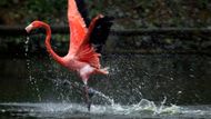Plameňákův běh. V britské zoologické zahradě v Chesteru probíhala "zdravotní prohlídka" všech osmdesáti sedmi plameňáků. V rámci prohlídky byla zvířata očipována, změřena a zvážena.