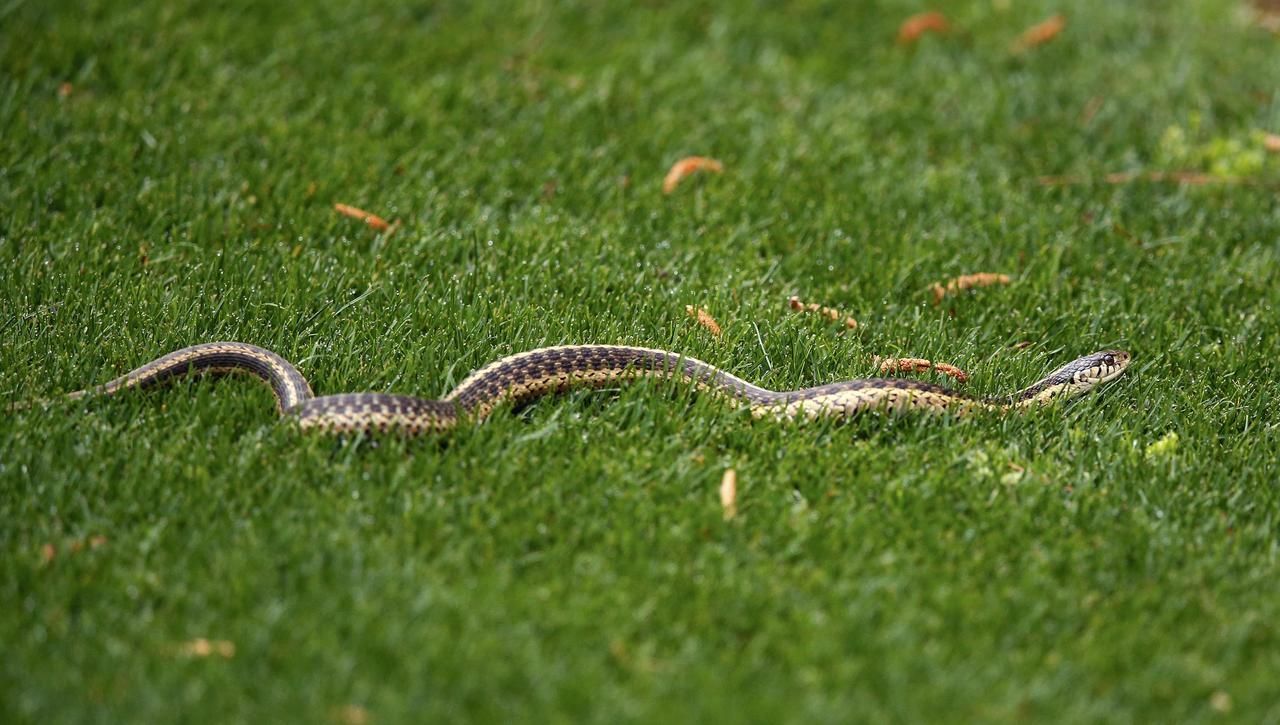 Had na fairwayi v Augustě