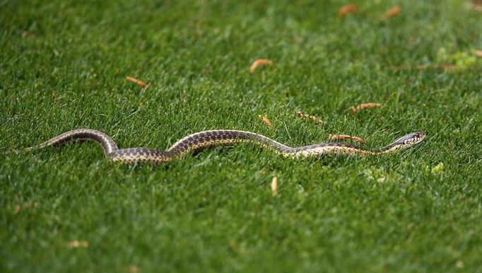 4. dubna (Augusta): Tygře, pozor na hady!   Záludné nástrahy chystá letošní golfový turnaj Masters v Augustě svým účastníkům v čele s Tigerem Woodsem. Po jamkách se totiž při tréninku proháněli i hadi, jak dokumentuje tento snímek agentury Reuters.