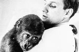 Příchod první gorily, samečka Titana (1963). Mládě gorily nížinné pocházelo přímo z přírody, kde se narodilo o rok dříve, odchytili ho pytláci, kterým jej zabavily úřady.