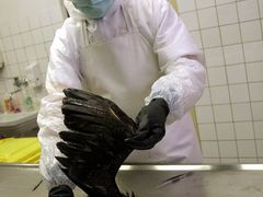 Uhynulí ptáci se do laboratoře Státního veterinárního ústavu v Praze svážejí z celé republiky. Doktor Ivan Nágl prohlíží mršinu kormorána.