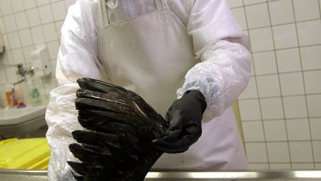 Uhynulí ptáci se do laboratoře Státního veterinárního ústavu v Praze svážejí z celé republiky. Doktor Ivan Nágl prohlíží mršinu kormorána.