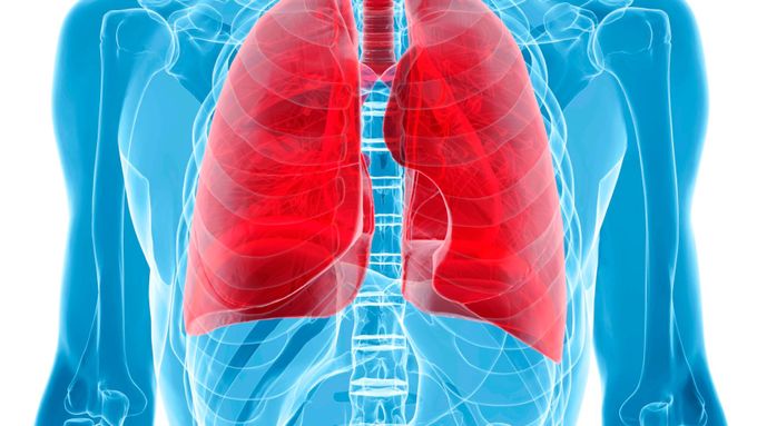 Čeští vědci vyvinuli napodobeninu funkčních plic. Má simulovat zdravotní potíže, jako je třeba astma. Pomoci má i při samotné léčbě.