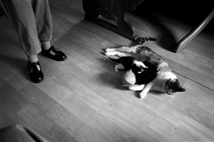 Gulbin Ozdamar - Children of Matiční