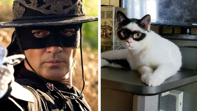 Kotě s neobvyklým zbarvením získalo přezdívku Zorro. Stalo se internetovou senzací